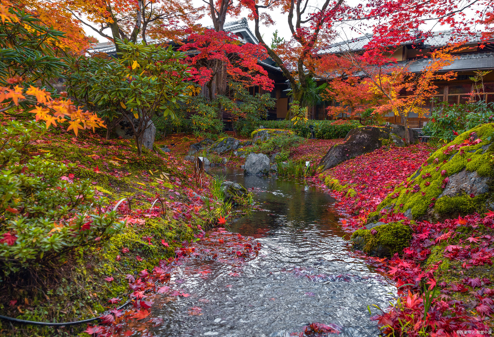 日本岚山图片