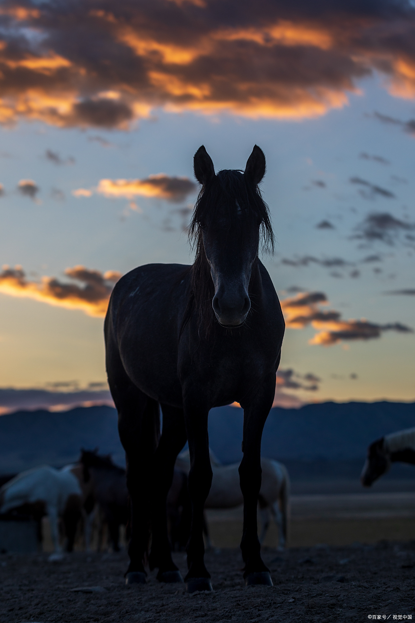 从教育黑马到校园牛马:教师的奇幻坠落之旅