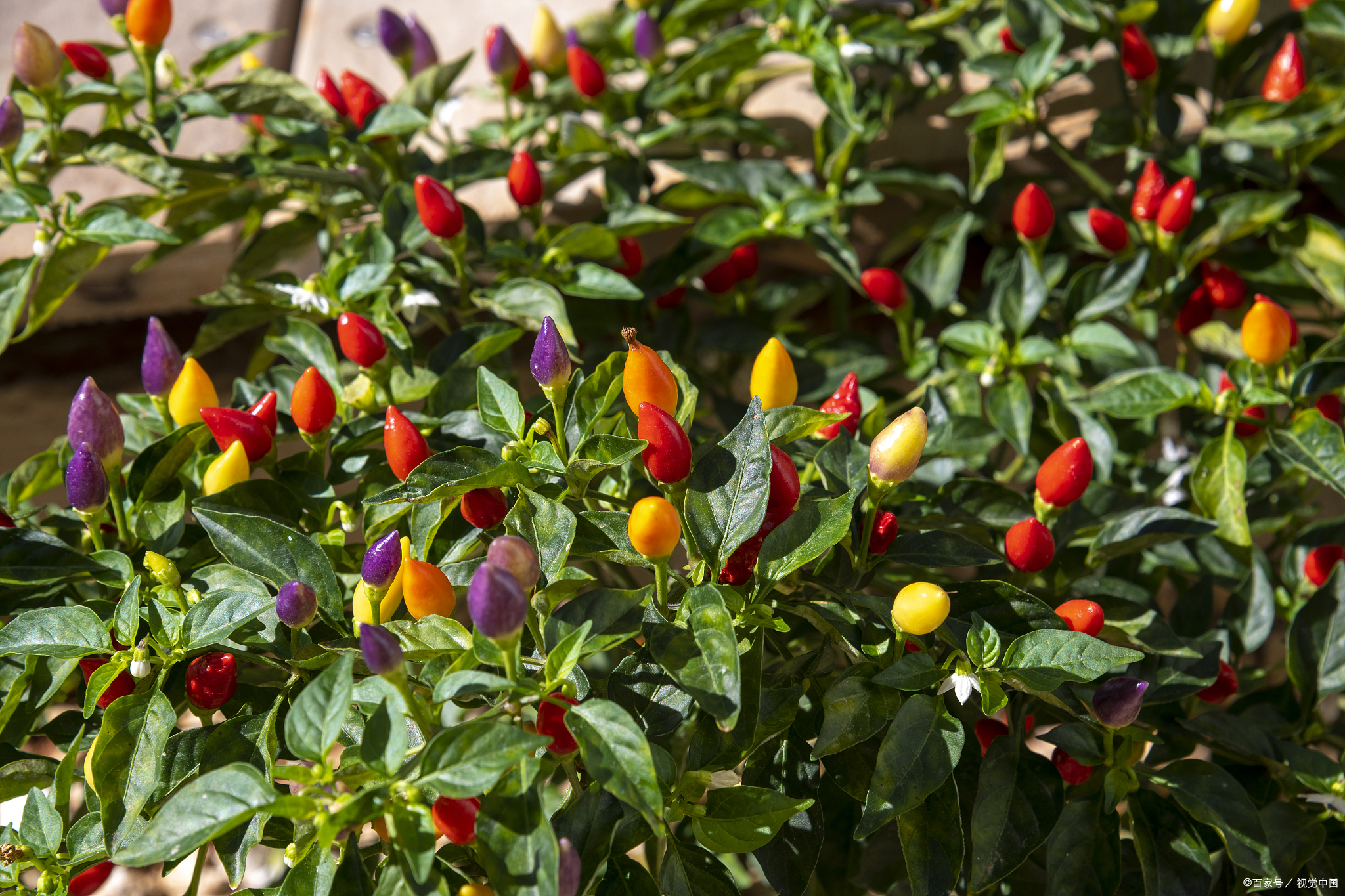 七彩辣椒的种植方法和养护