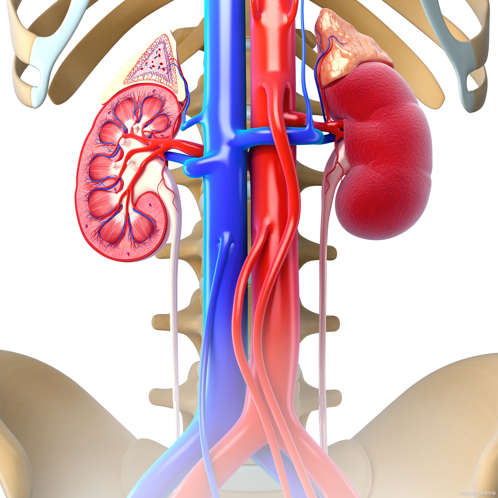 胡桃夹综合征是怎么回事?