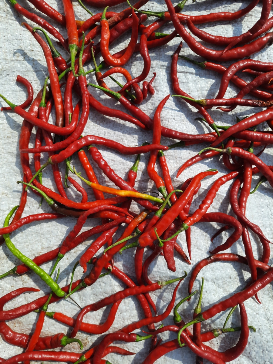 辣,竟然不是味觉?