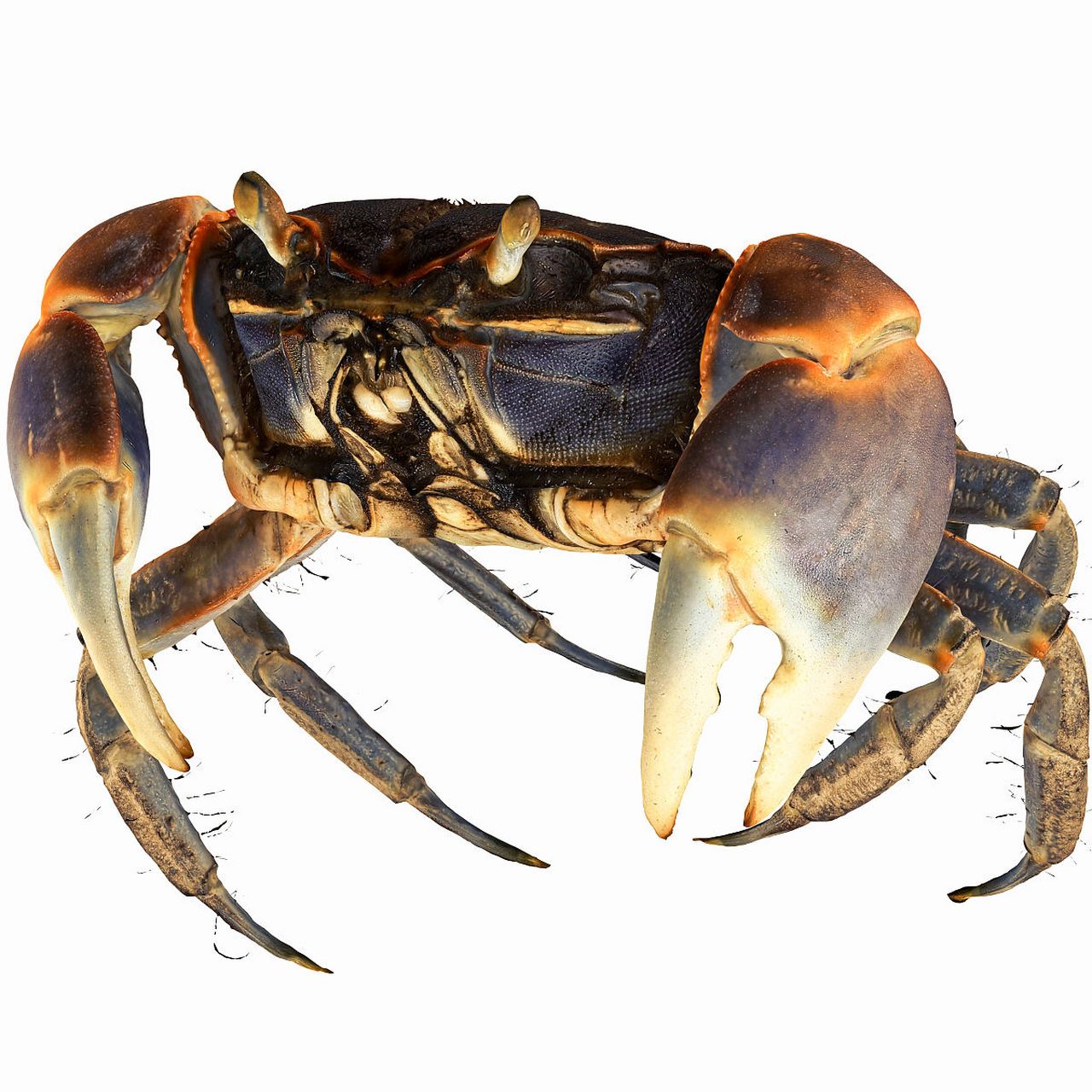 和尚蟹饲养需要提供充足食物,适宜的生活环境和定期观察.