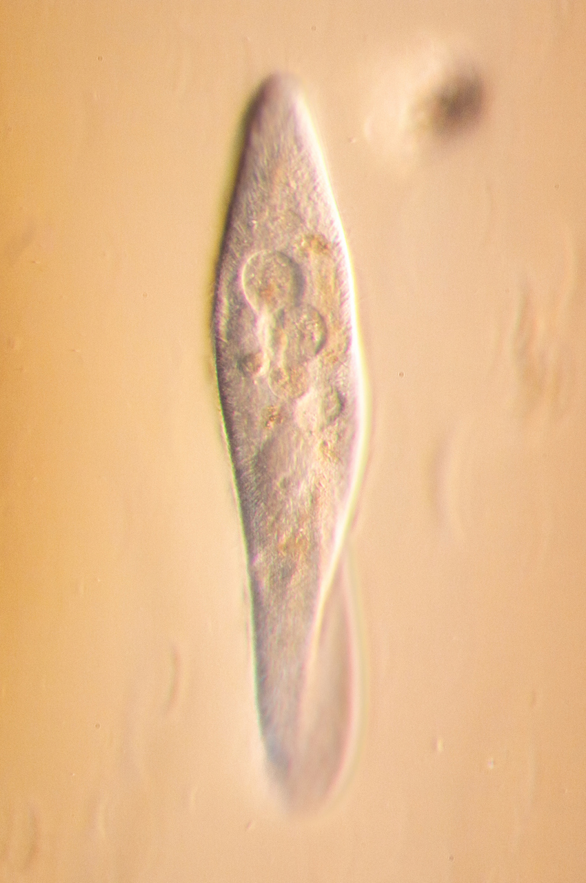 草履虫是一种单细胞原生动物,通过二分裂的方式繁殖.