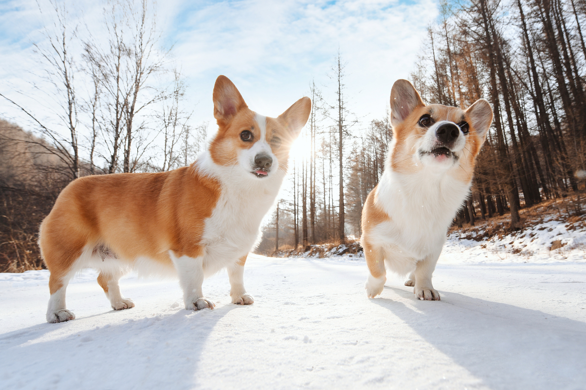 柯基犬是一种活泼好动的犬种,他们的能量非常充沛,需要进行适当的运动