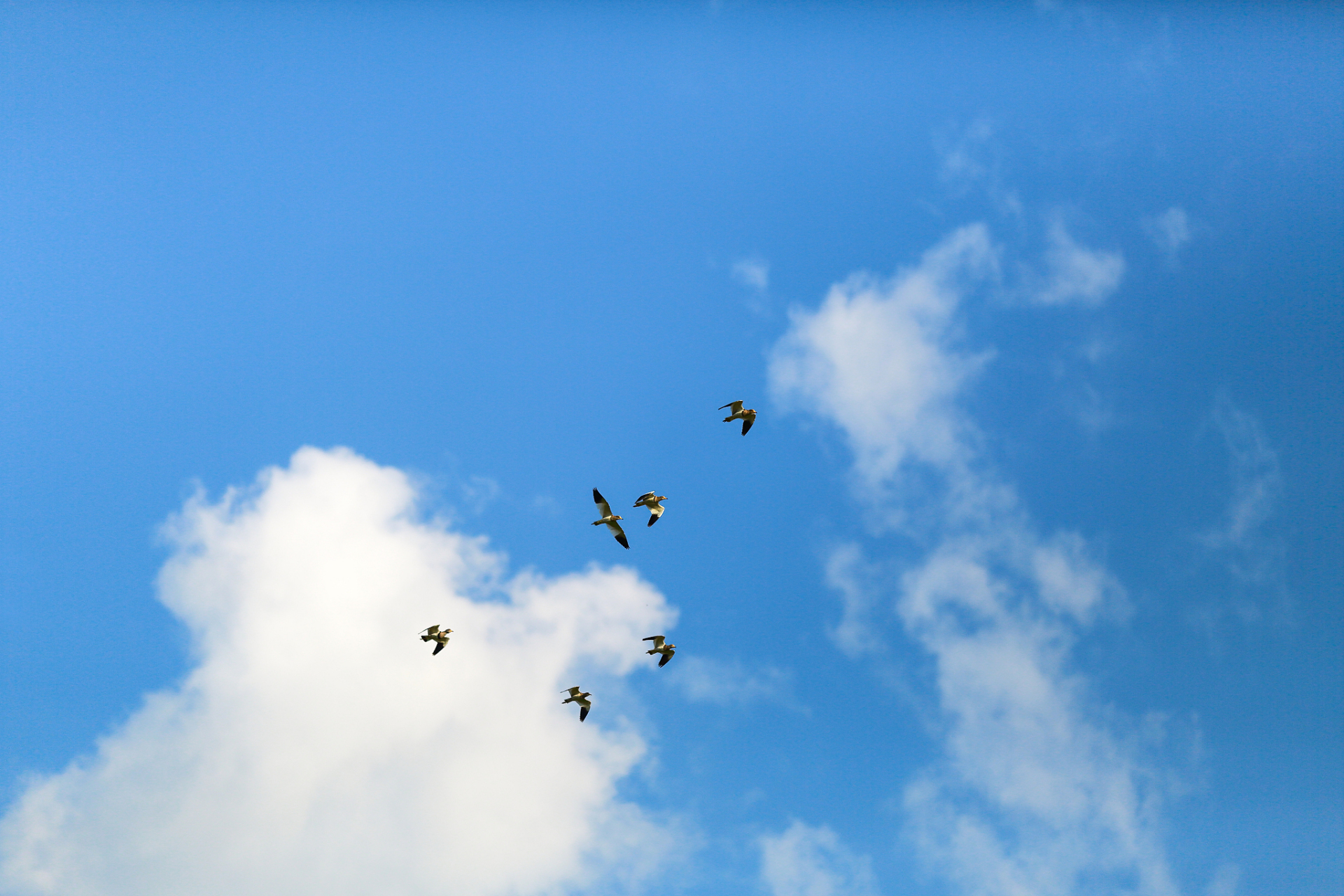 温暖冬天一起过# 我是一只小小鸟, 在天空中自由飞翔.