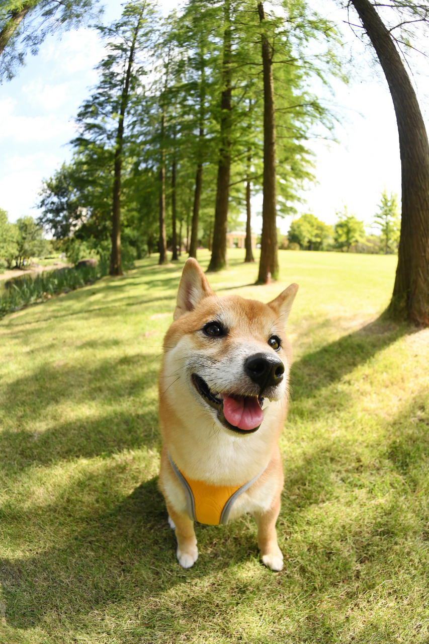 豆柴犬,这一迷你版的柴犬品种,虽以其娇小可爱的身姿赢得了不少人的
