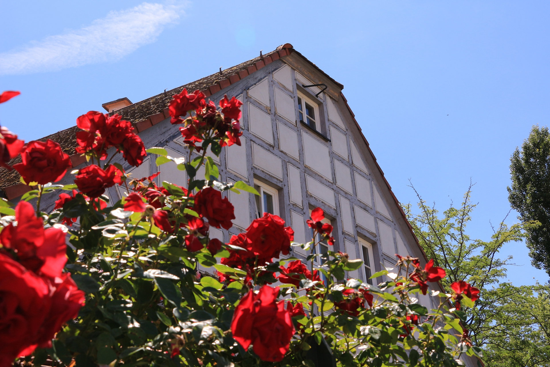 即墨玫瑰小镇:目前,正值即墨市灵山西姜村的玫瑰小镇的花期,目前温室