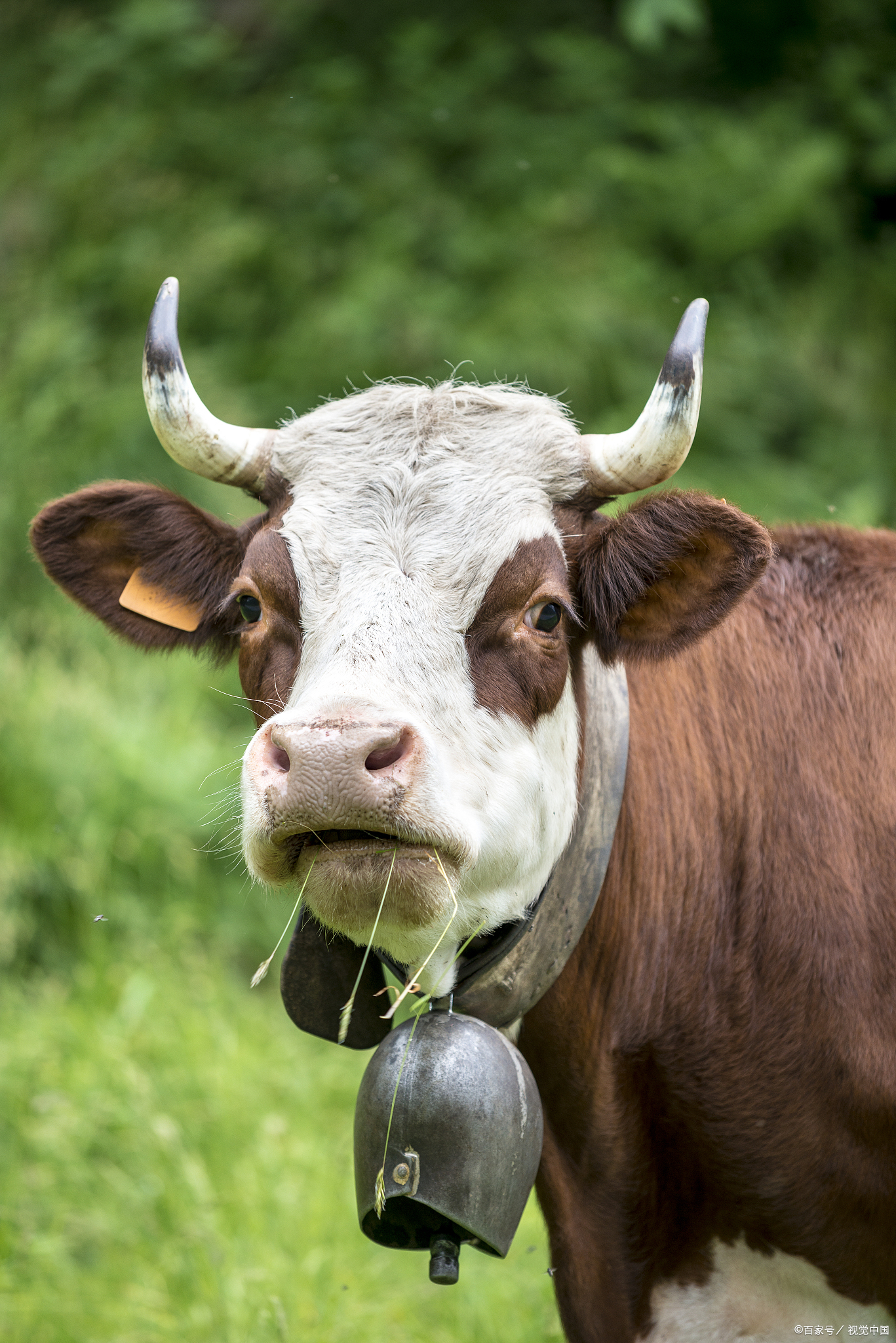 "一生如牛不得闲 ,得闲已与山共眠 ."这句话是我爷爷的真实写照