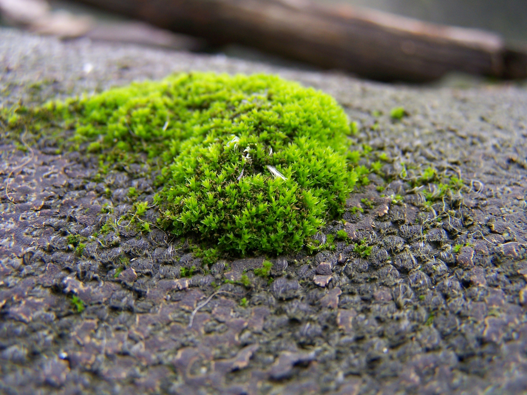 苔藓分类及图片欣赏图片