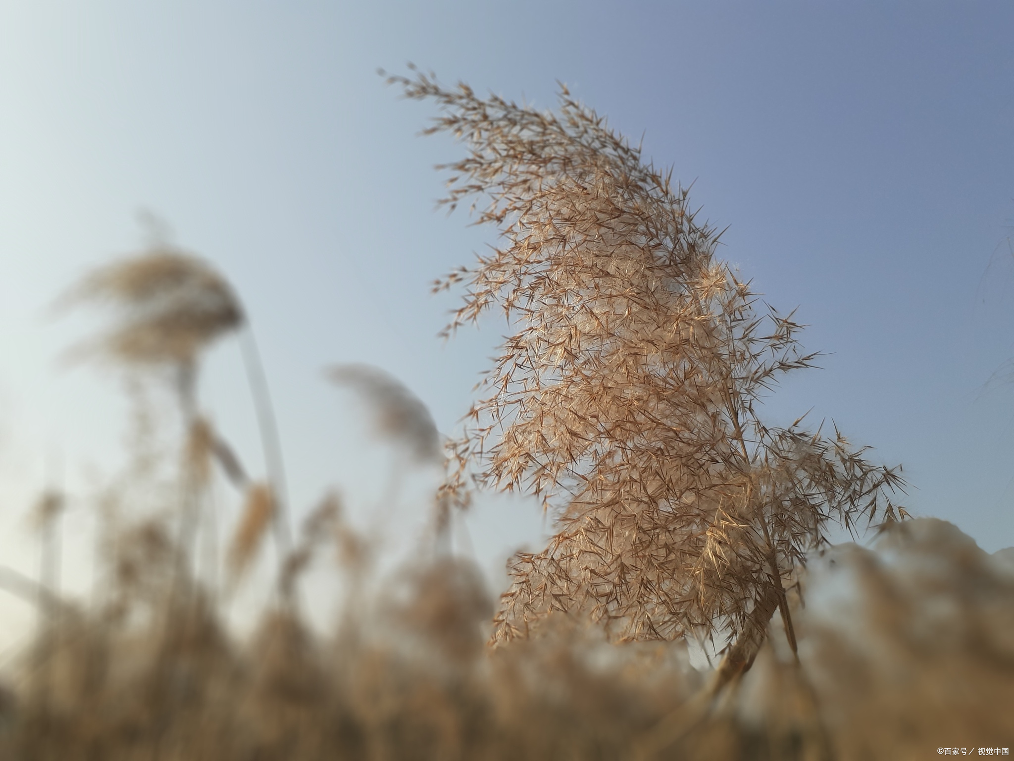 东阳落鹤山秋,芦花飞舞诗意,浪漫超摄影!
