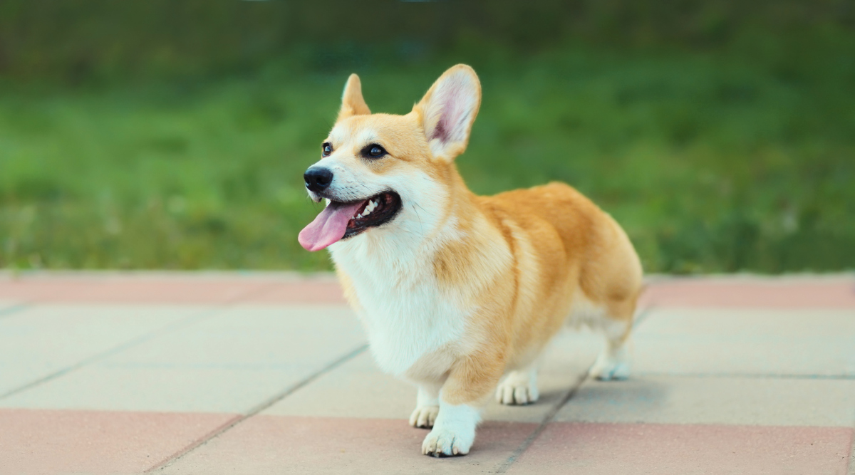 柯基犬的饲养秘籍:让你的小短腿成为家庭欢乐源泉!