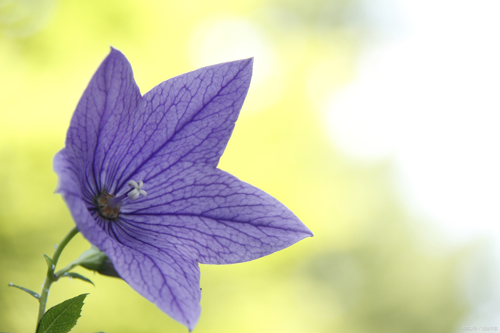 吉梗花的花语是什么意思