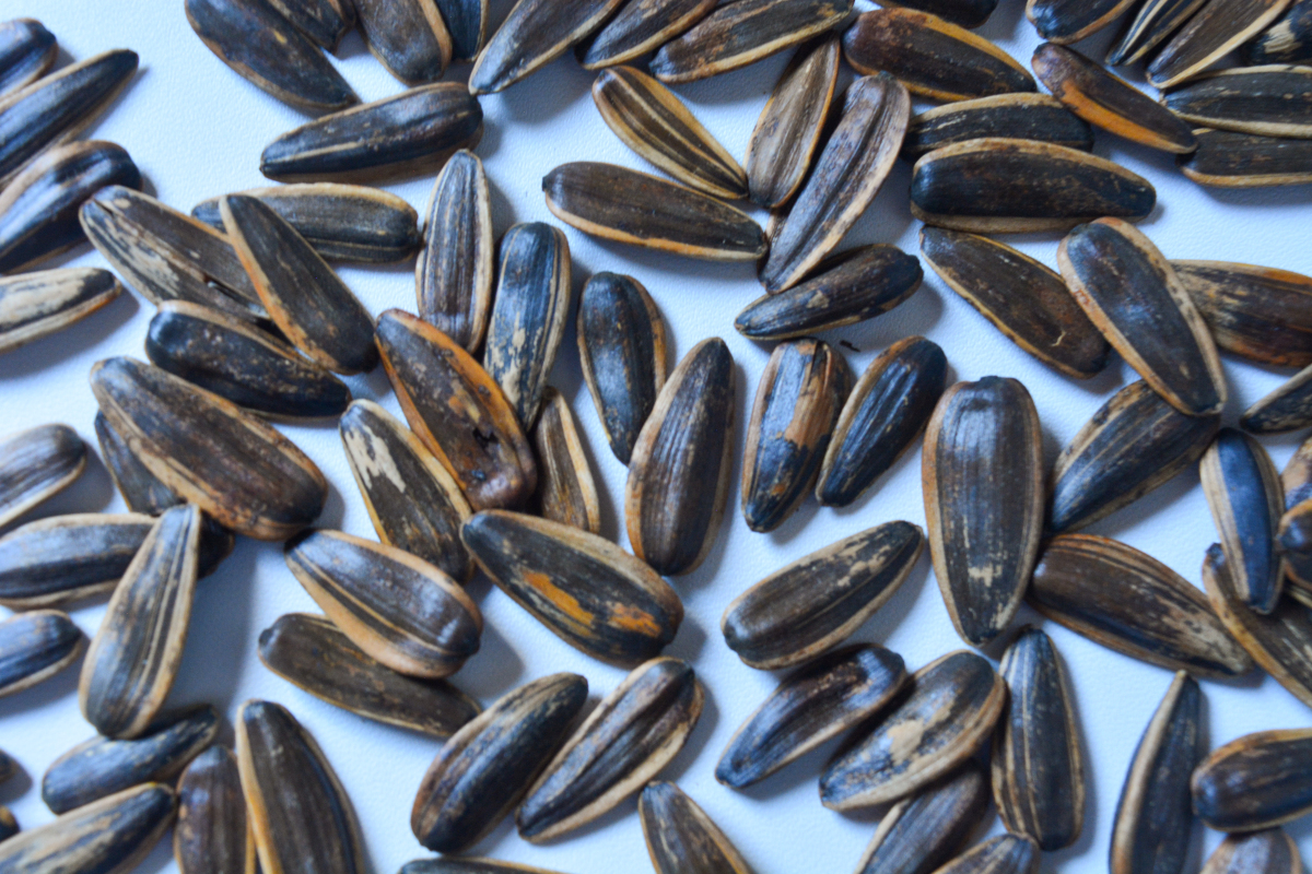 广东星子红瓜子:连州的吉祥之果