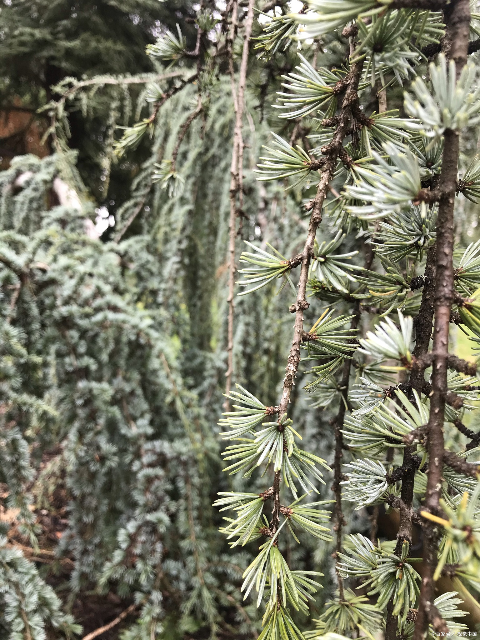 最古老的树 美国加利福尼亚州的刺果松"玛士撒拉"