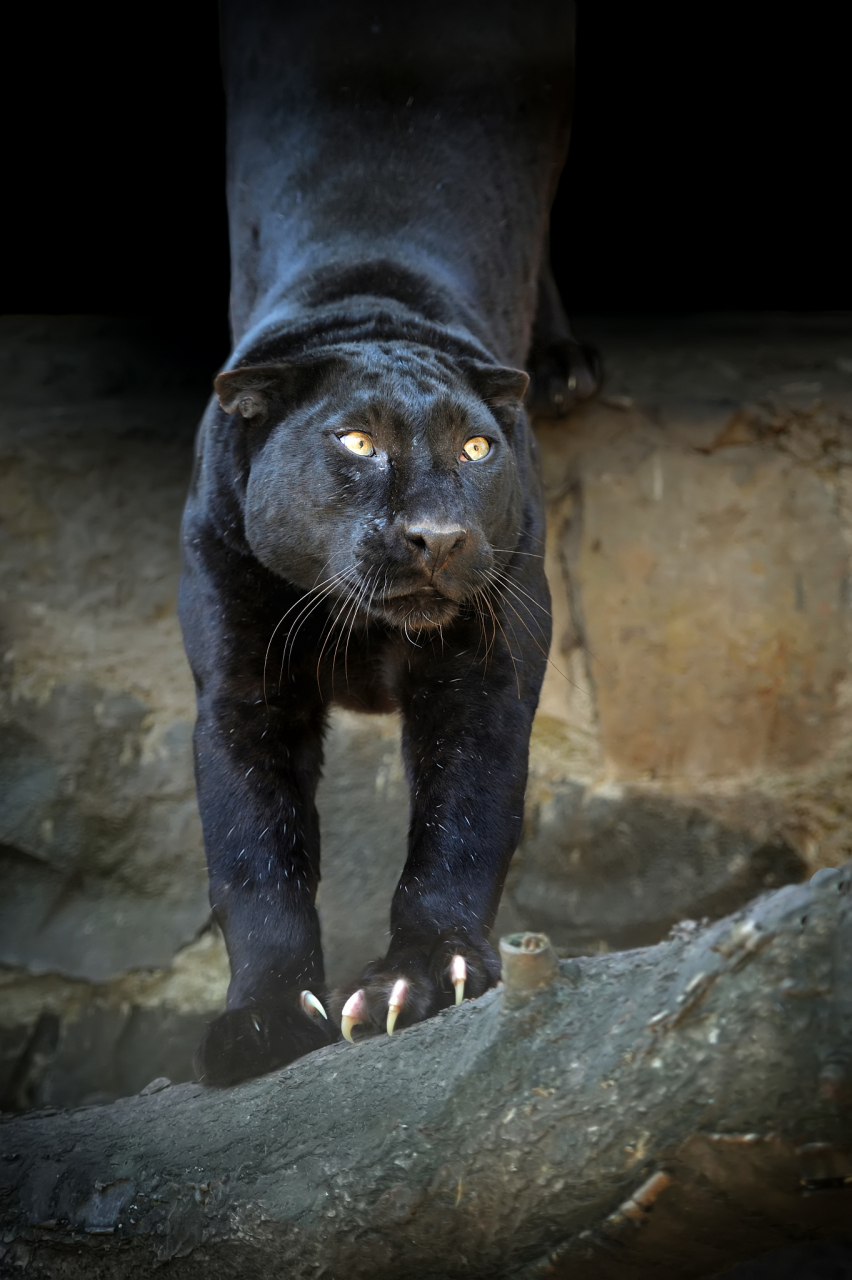 非洲黑豹是极难寻找的神秘生物,但它的黑化现象却是一种有代价的超