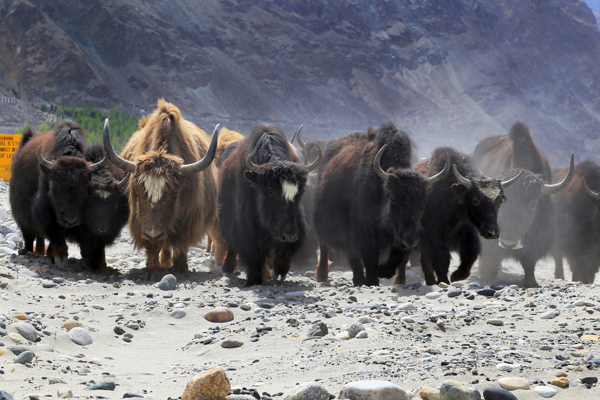 他们的牦牛奶粉产品,以其健康营养的成分而闻名遐迩