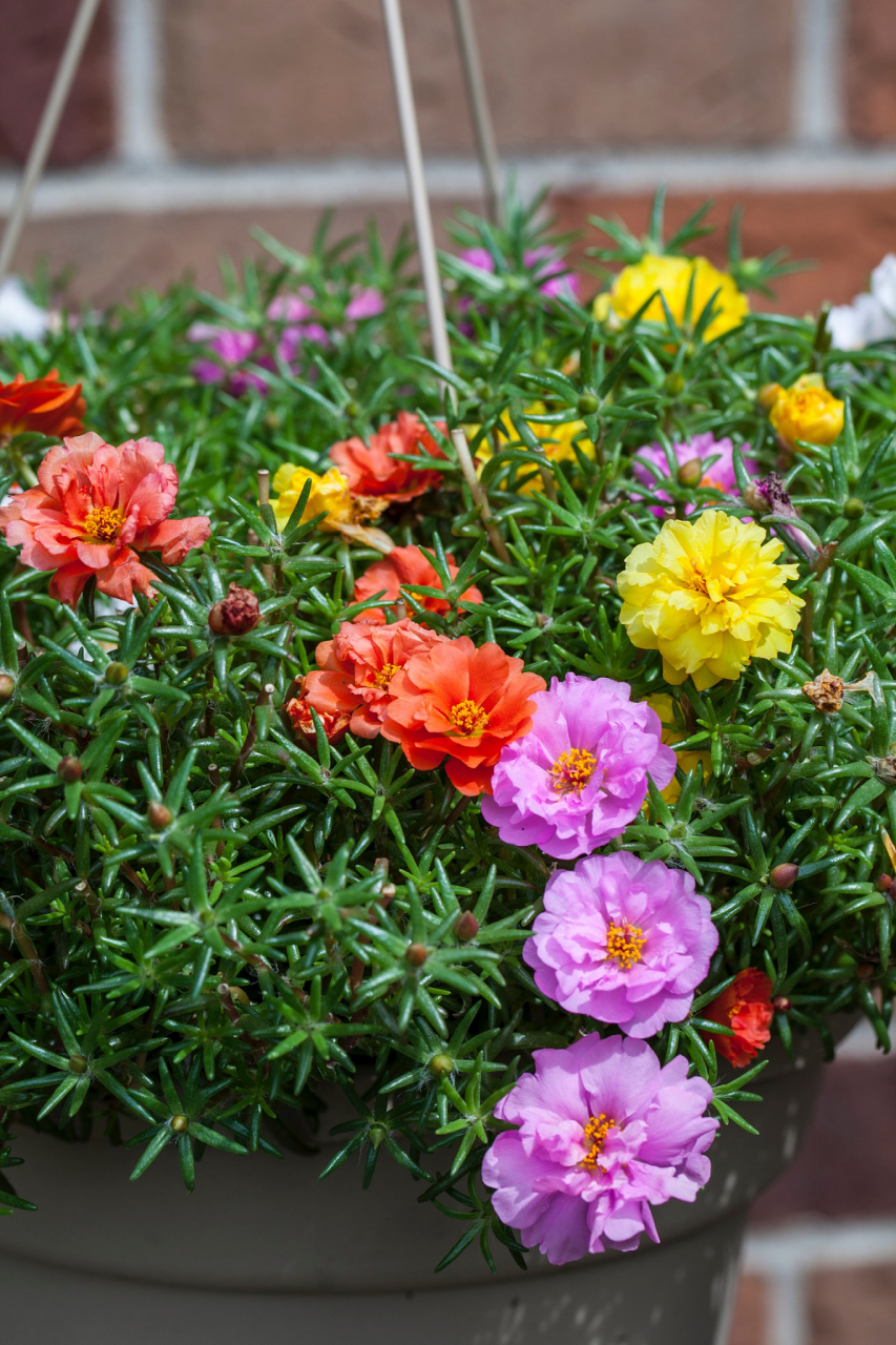 [原文:太阳花如何养成老桩]