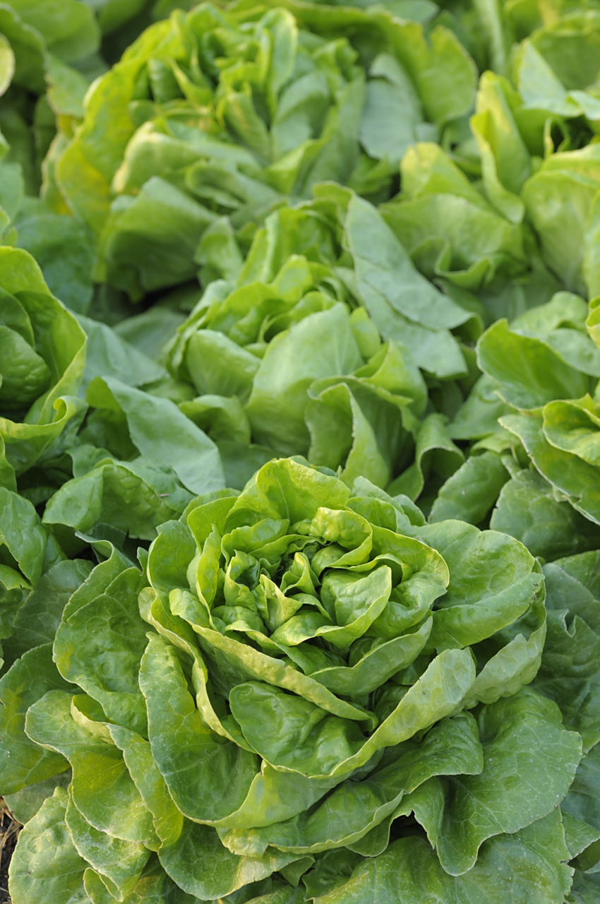 选择适合生吃的生菜品种,可体