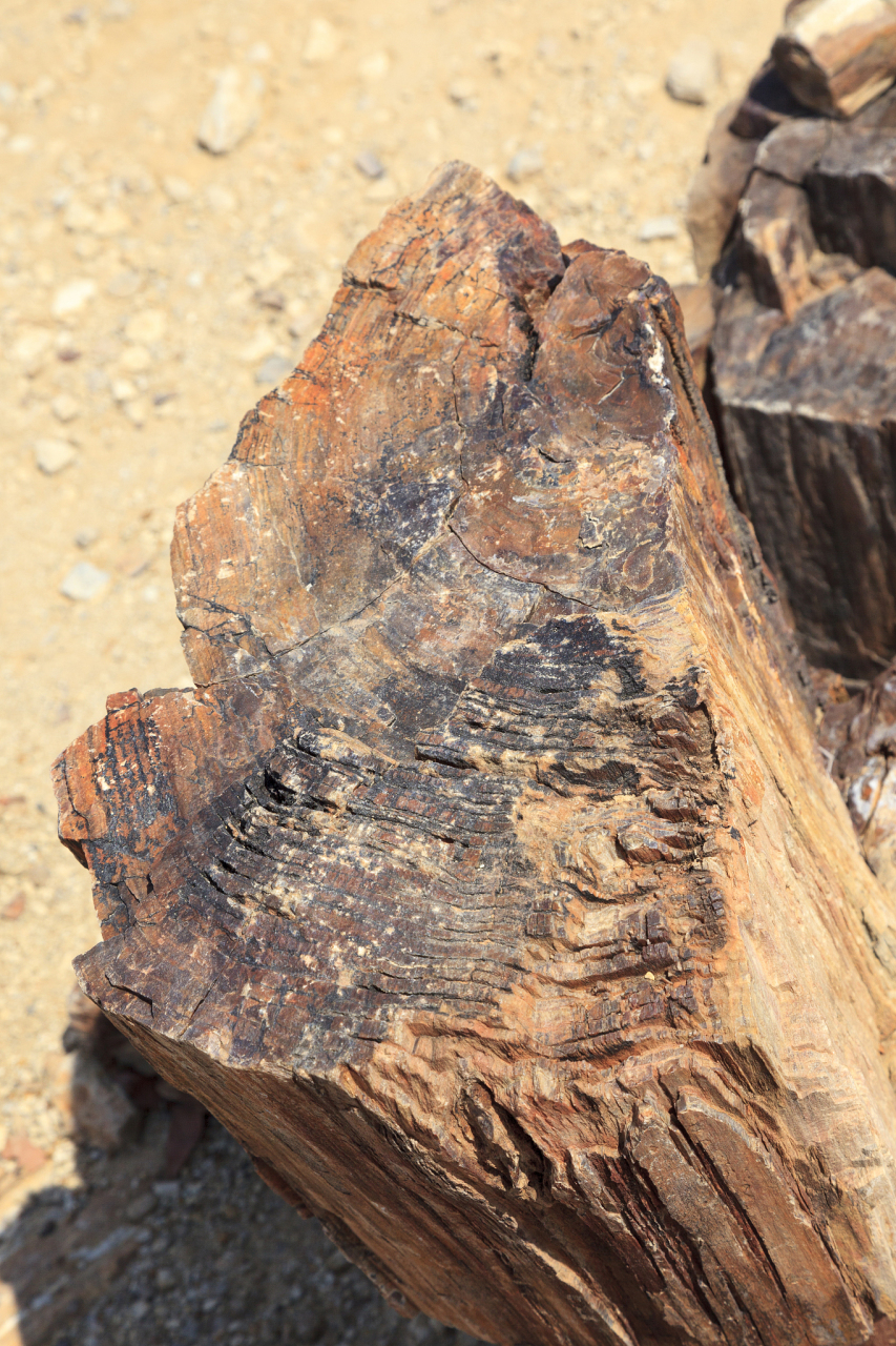 点我头像看直播# #和田玉# #陨石# 地表硅化木化石是研究地球历史和