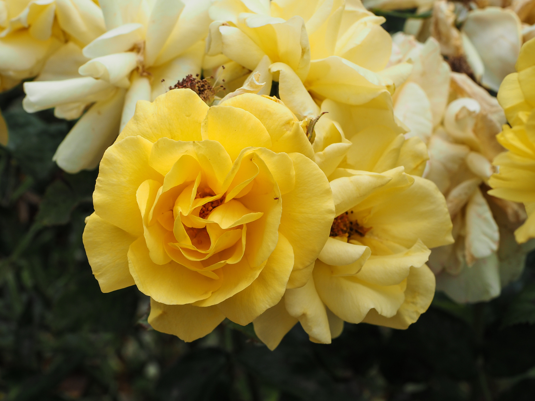 黄蔷薇花语# 黄蔷薇是一种独特而优雅的花卉,它的花语是希望,温暖和