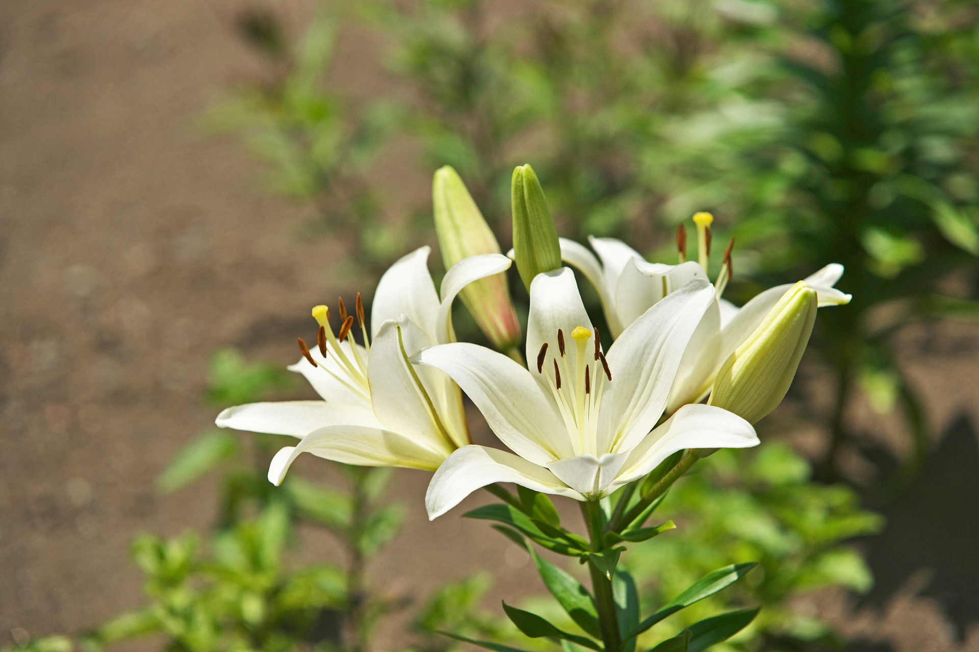 百合花长啥样图片