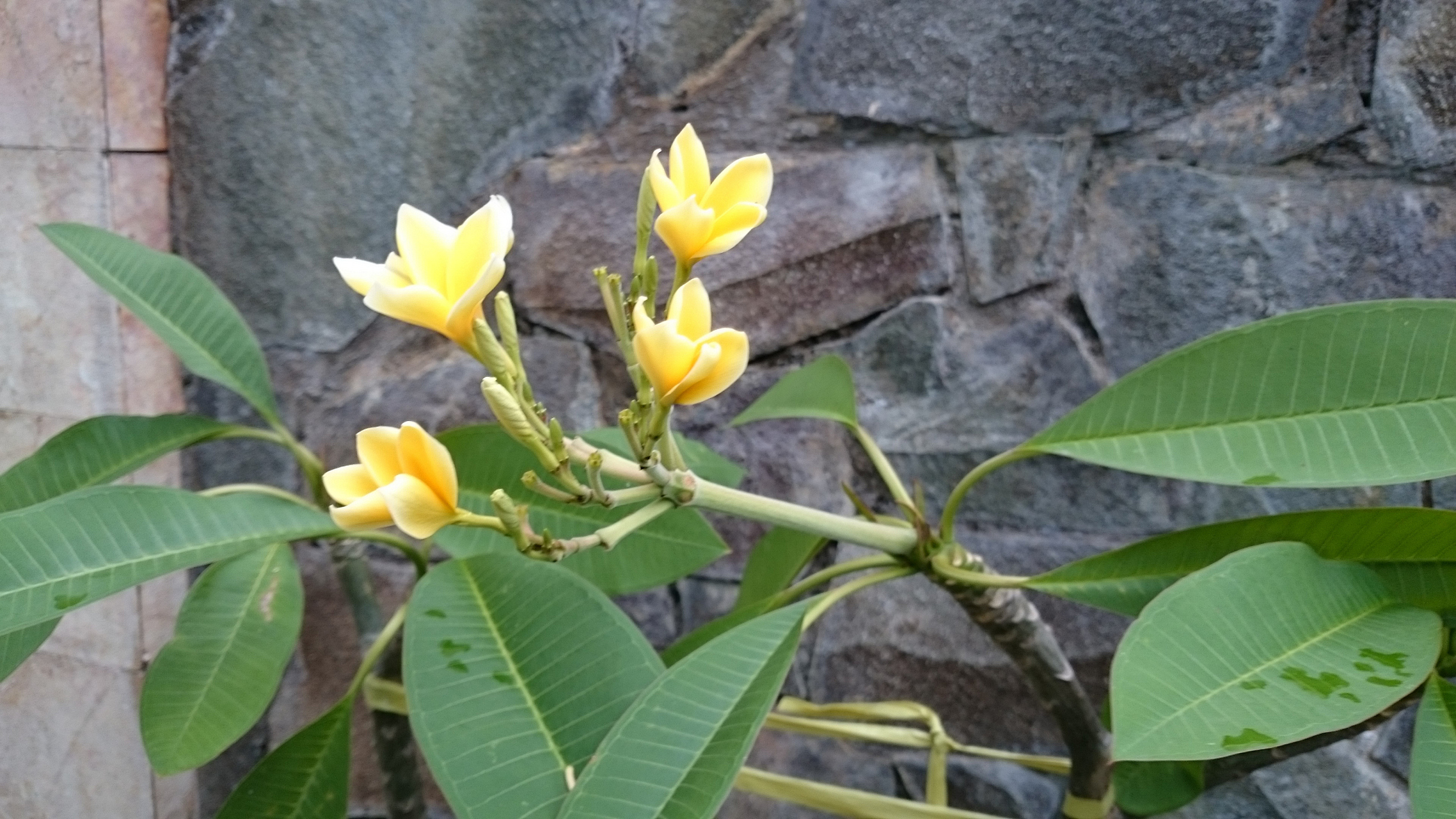 准备土壤:黄桷兰适宜生长在排水良好,透气性好,肥沃的酸性土壤中.