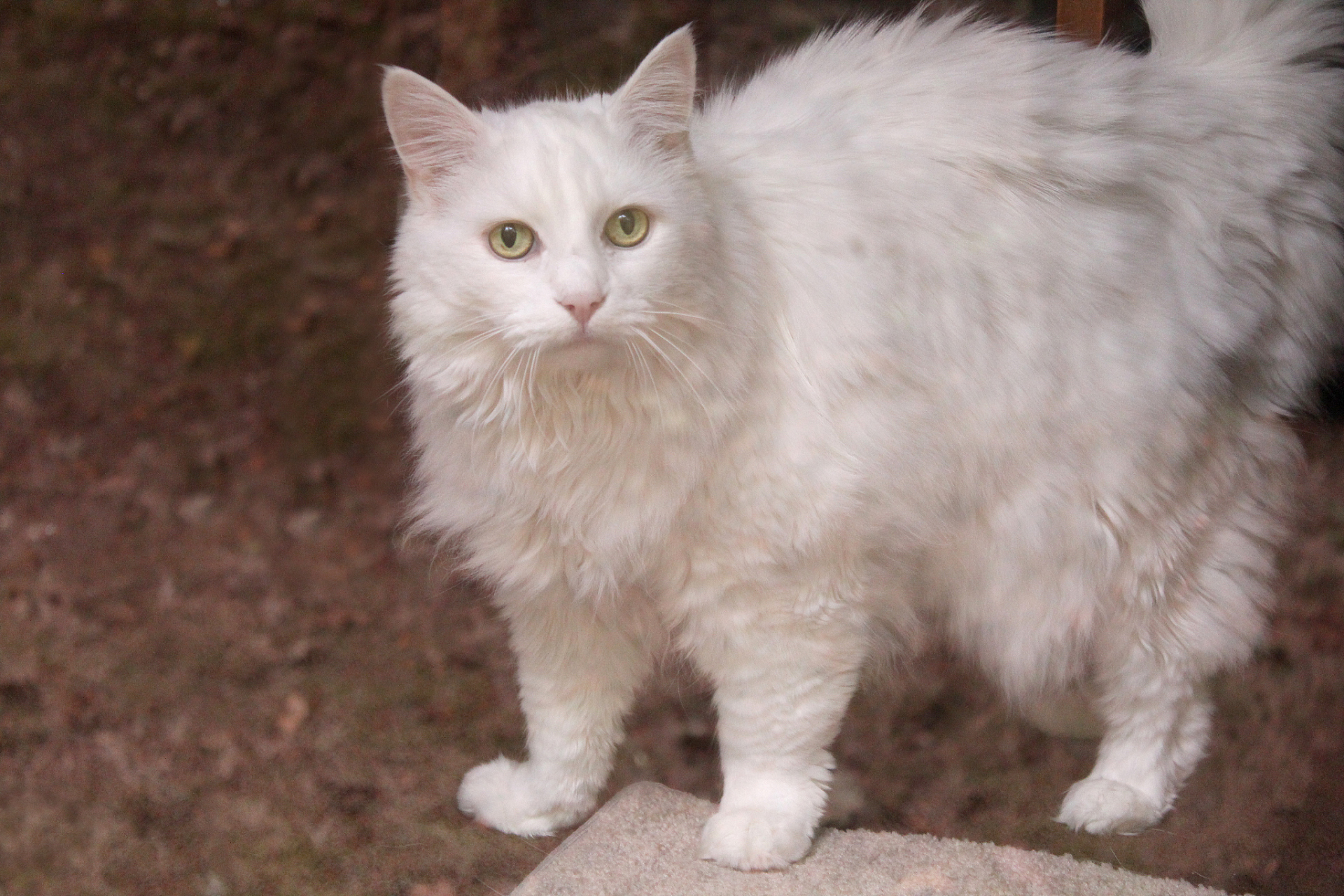 安格拉斯猫图片