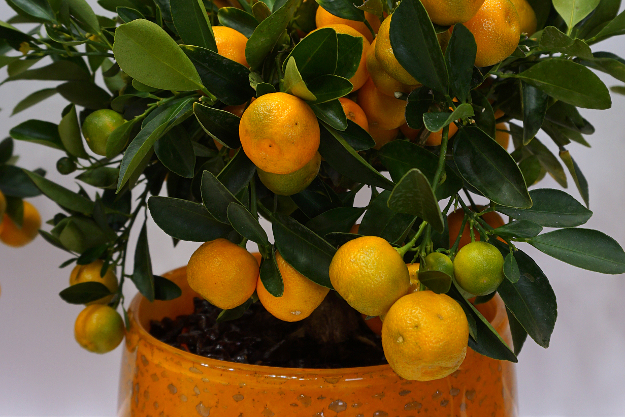 金钱桔是一种小巧玲珑,美观可爱的盆栽水果,寓意财运亨通,备受人们