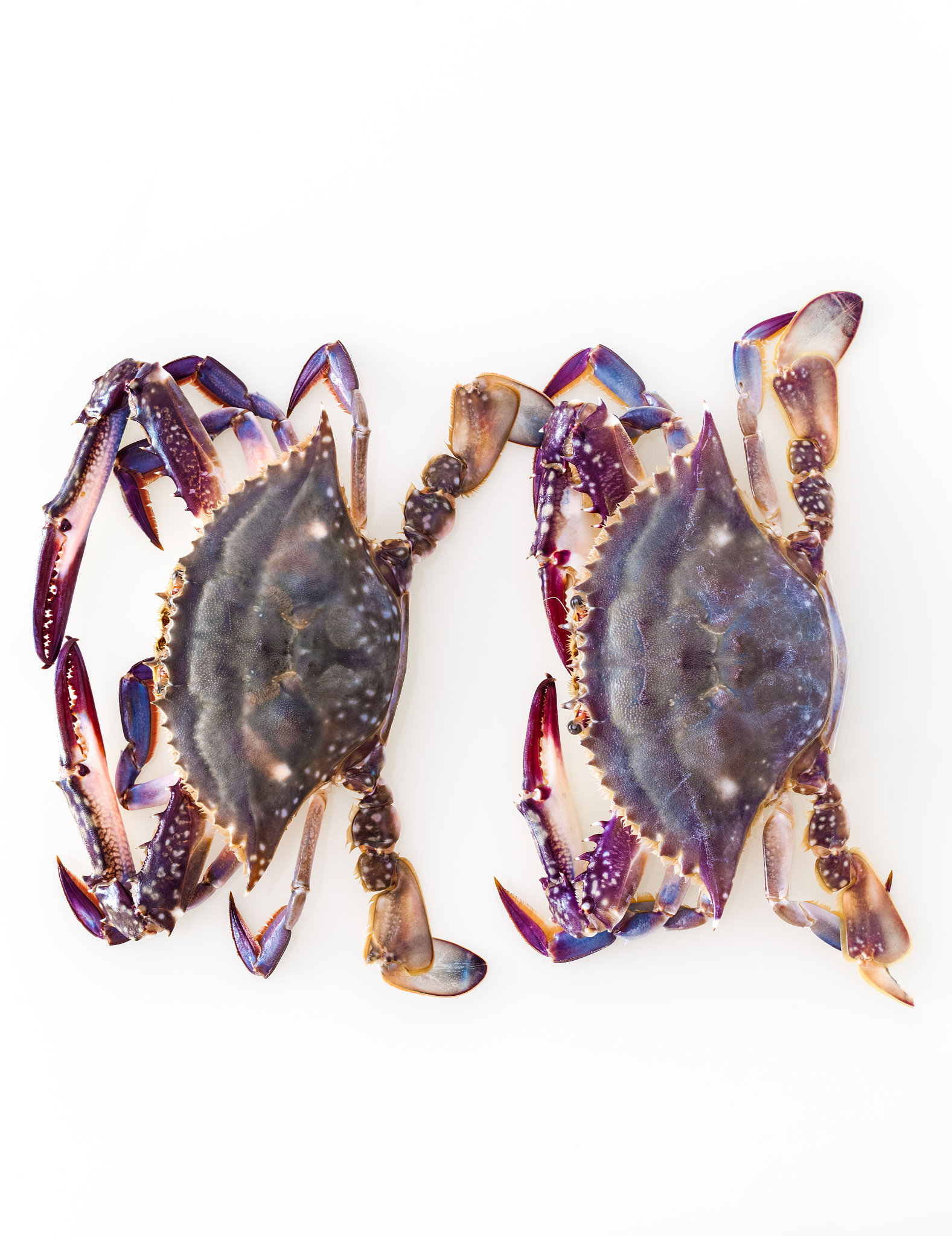 开海季必吃!梭子蟹年糕汤3大秘诀鲜到掉眉毛