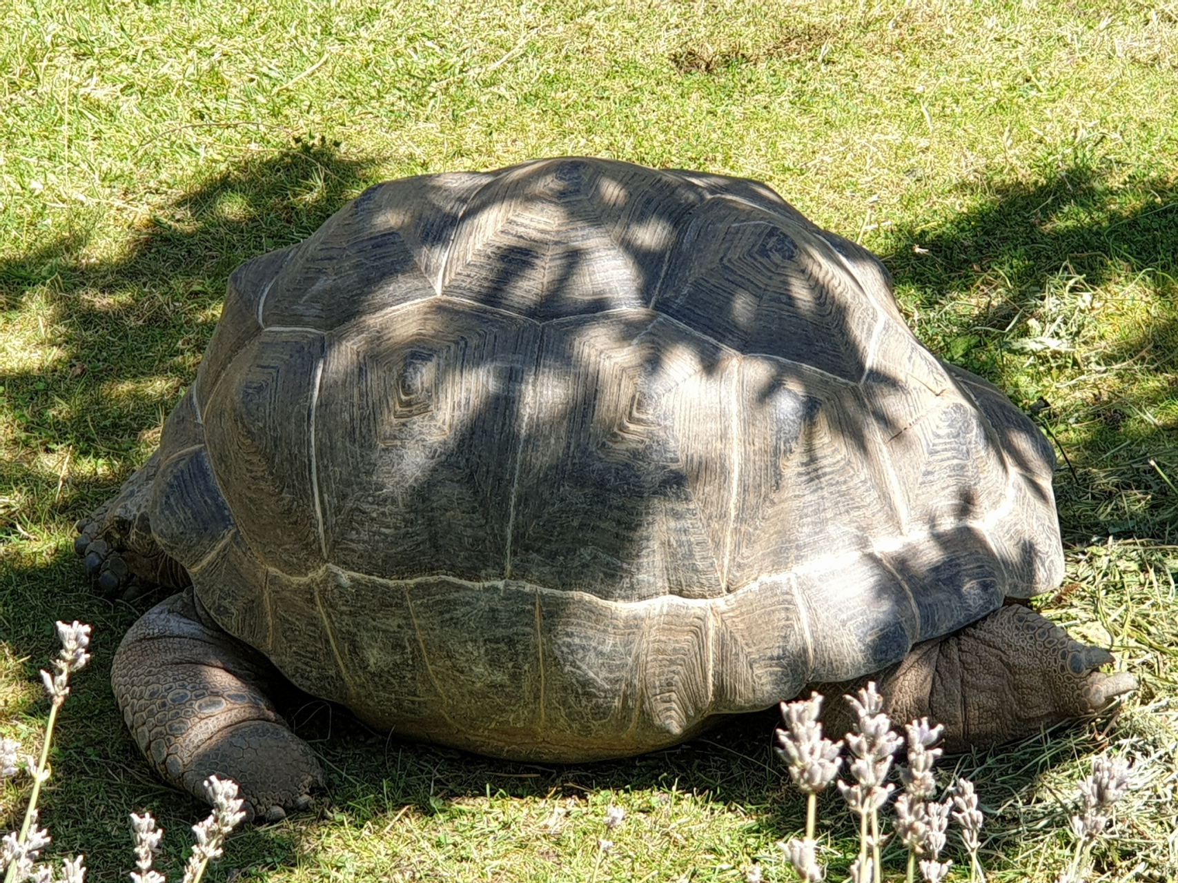 乌龟,这个我们常见的爬行动物,是否拥有与我们人类或其他哺乳动物相似