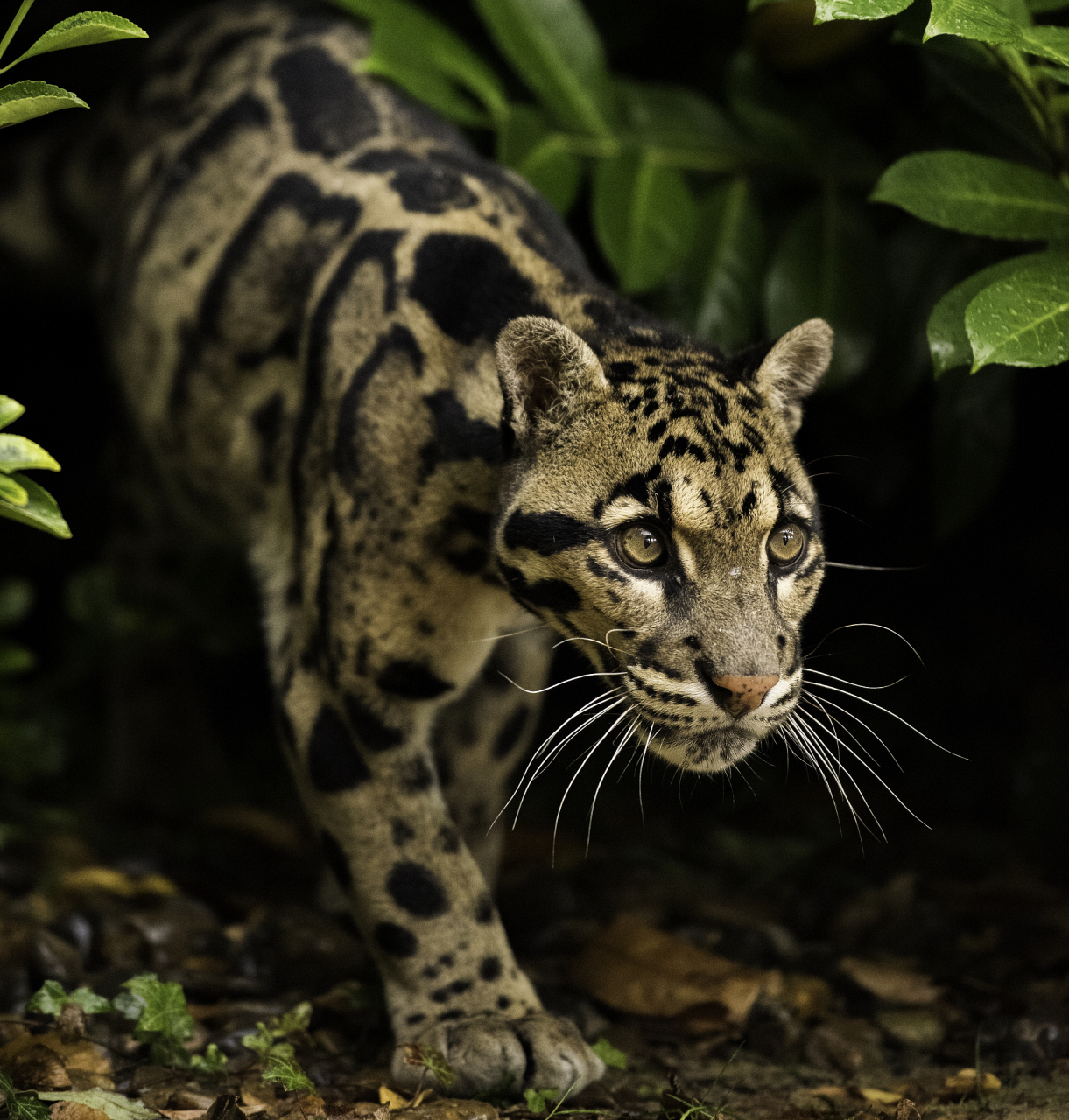 云豹为何被称为小剑齿虎#  云豹(学名:neofelis nebulosa)之所以背破