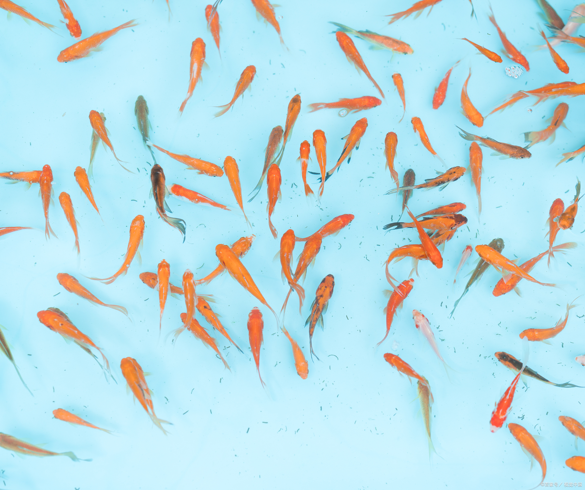 般控制藻类过度繁殖,防止水体变臭;到了夜晚,又成了大鱼小鱼小鱼图片