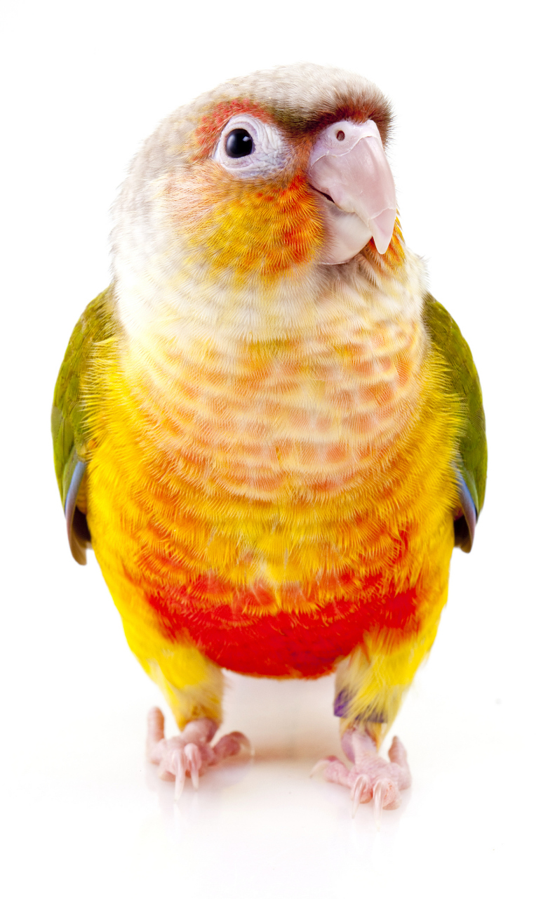 与其它品种鹦鹉一样,家养小太阳鹦鹉虽然能给人带来欢乐与陪伴,但同样