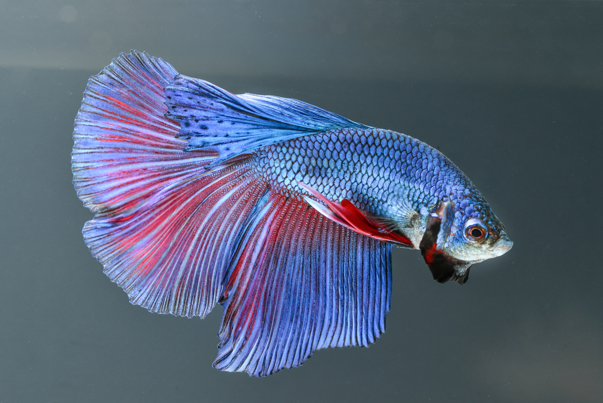 96孔雀鱼是一种常见的观赏鱼类,但很多养鱼爱好者在养殖孔雀鱼时