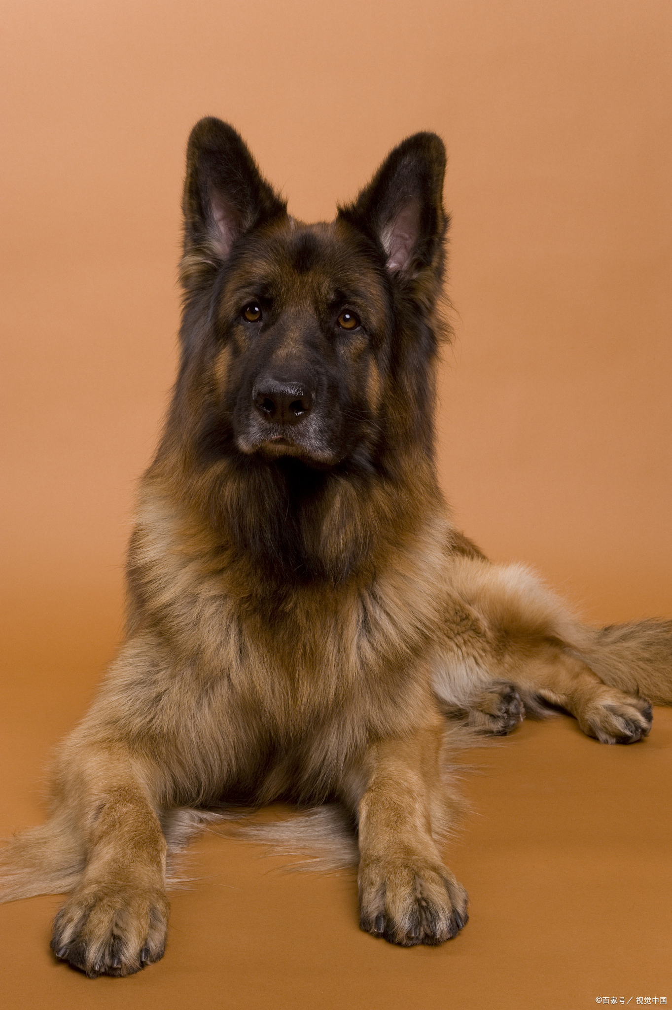 德国牧羊犬,那强健的体魄和坚定的眼神透露出它们不屈的意志和强大的