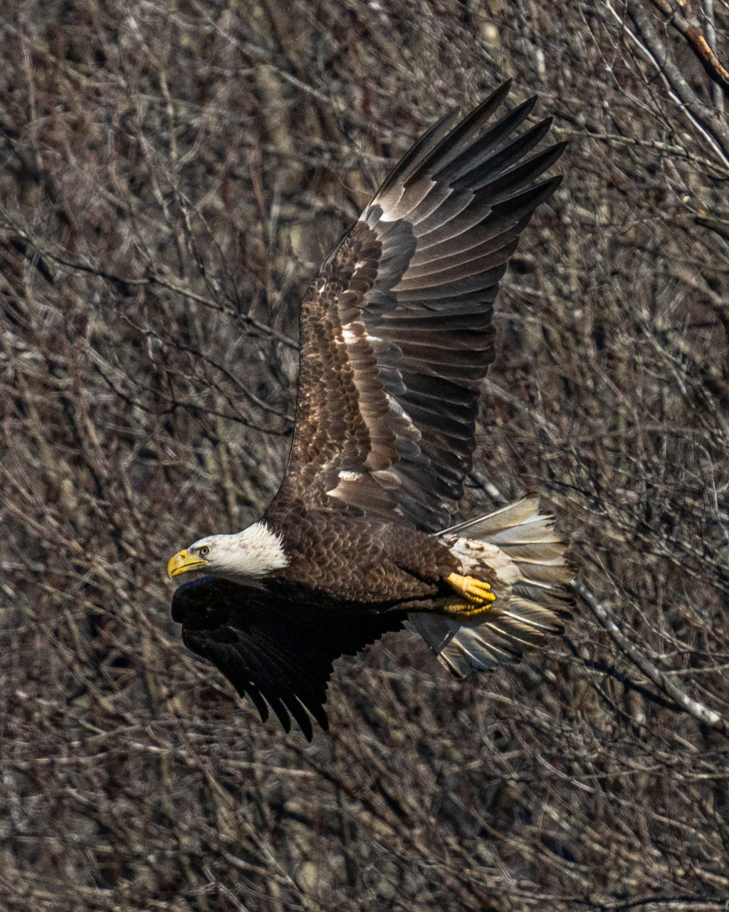 2020年,蒙古老汉巴图救助了一只受伤的老鹰,一年后