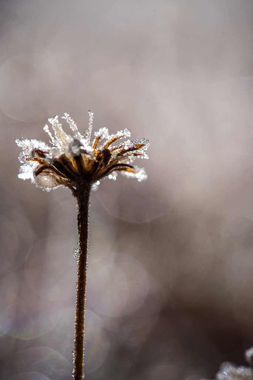 残菊傲雪图片