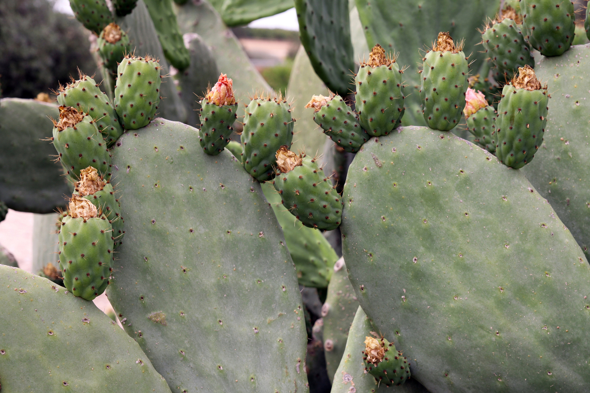 [大笑]  仙人掌是一种耐旱,耐寒的多肉植物,适合在干燥和阳光充足的