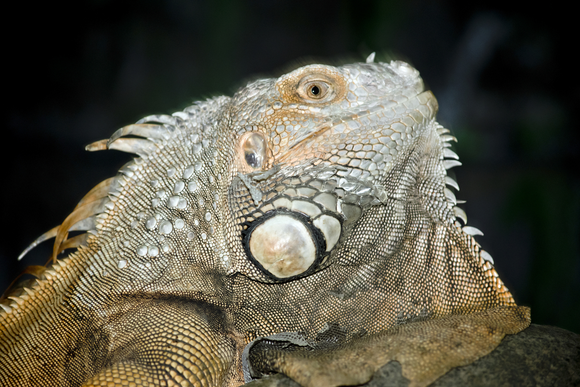 养冷血动物作为宠物:一次独特的体验  养冷血动物作为宠物是一个富有