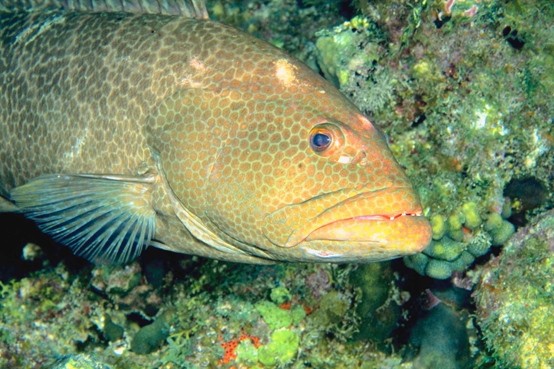 淡水石斑鱼的特点 淡水石斑鱼属于亚热带,其对水环境的要求比较严格