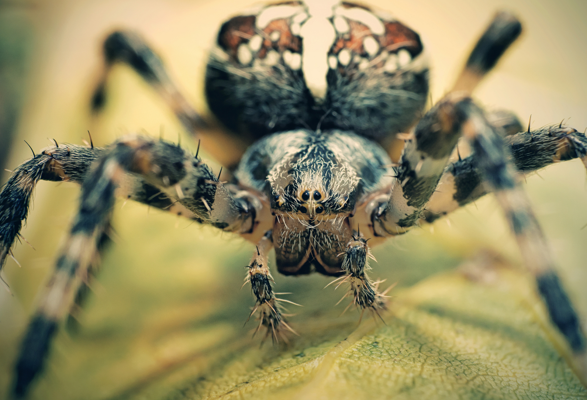 蜘蛛是节肢动物门蛛形纲蜘蛛目的一种生物,以独特的捕食方式和丝质