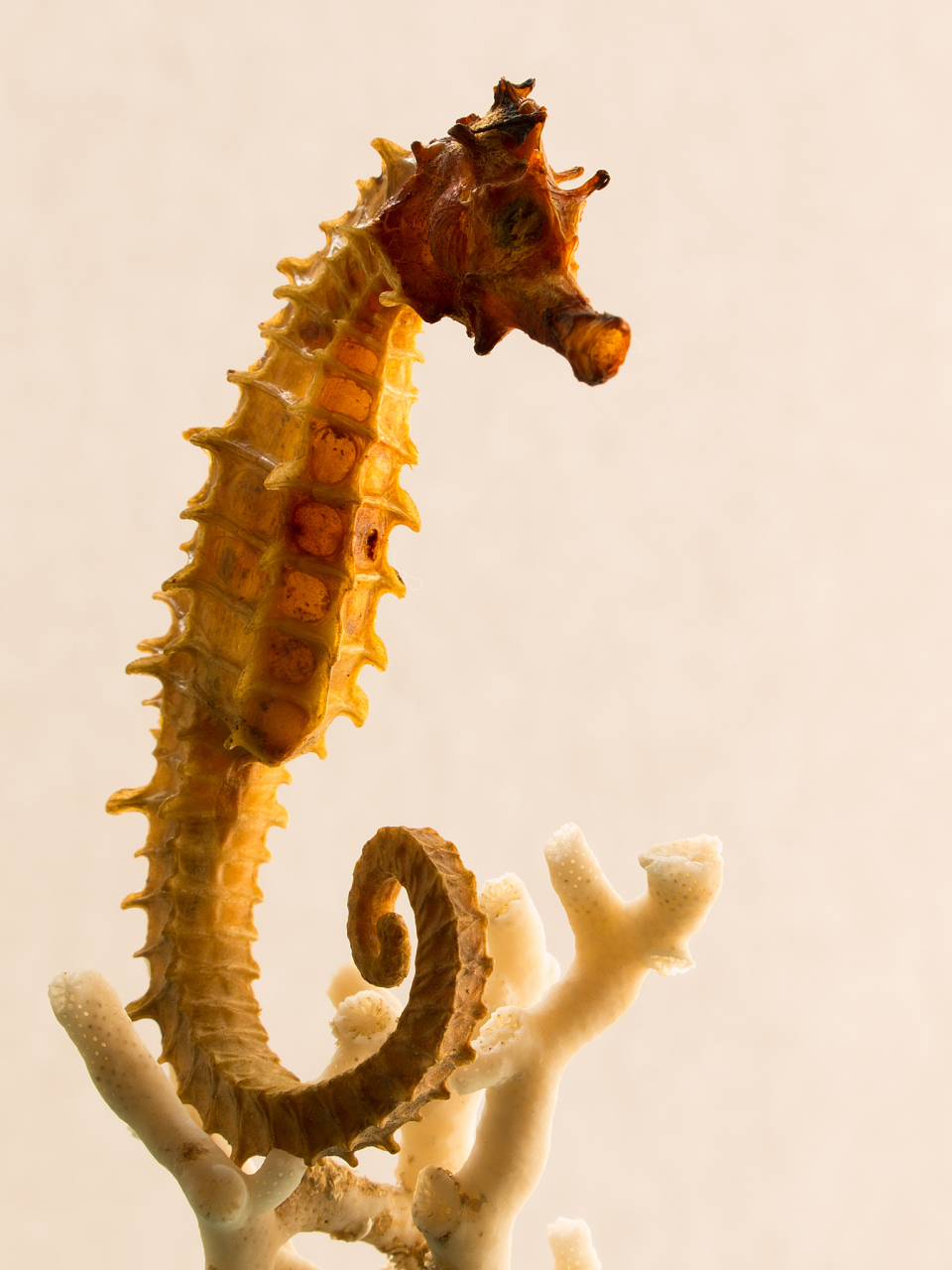 海马雄性会怀孕并生产幼崽!