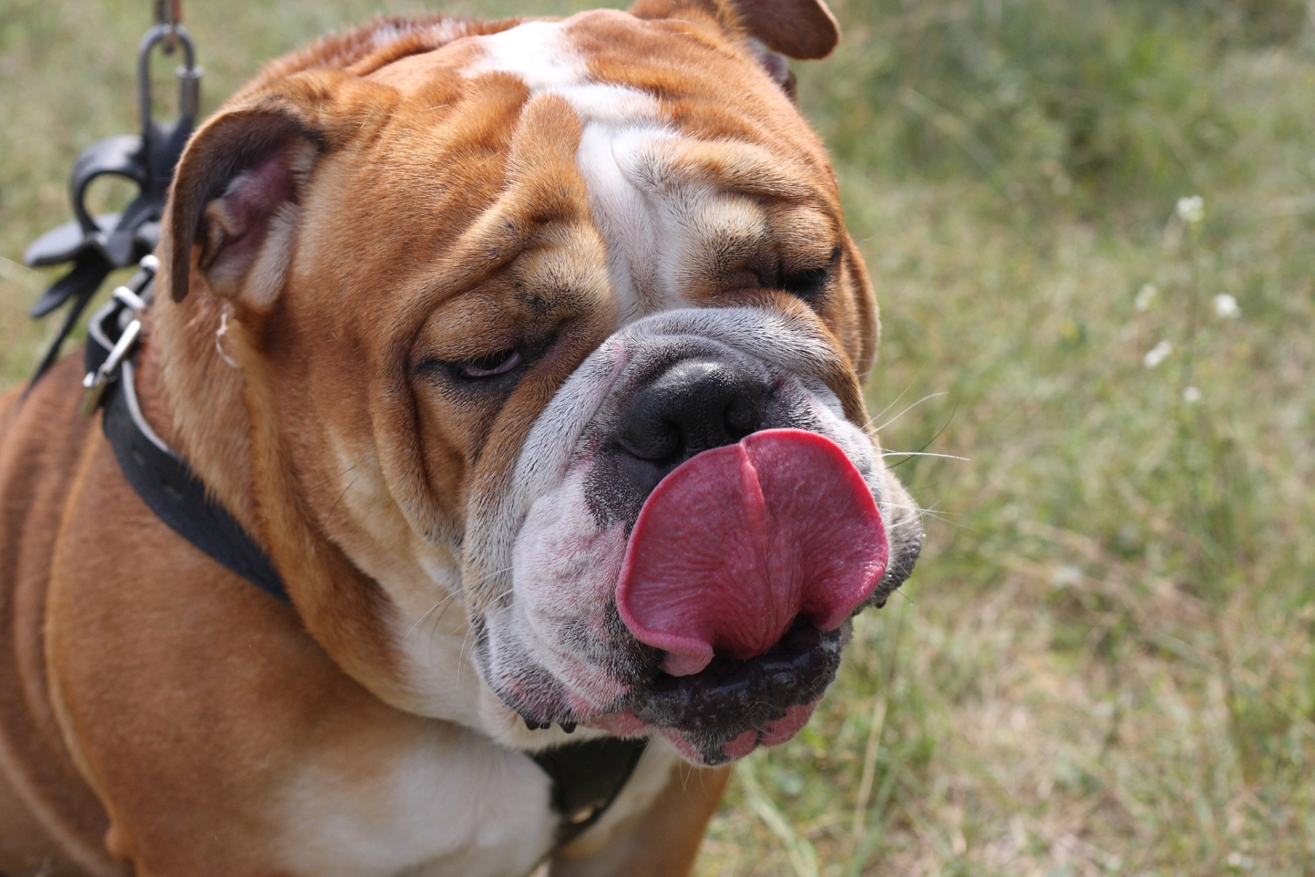 狗在炎热的天气中吐舌头是为了调节体温.