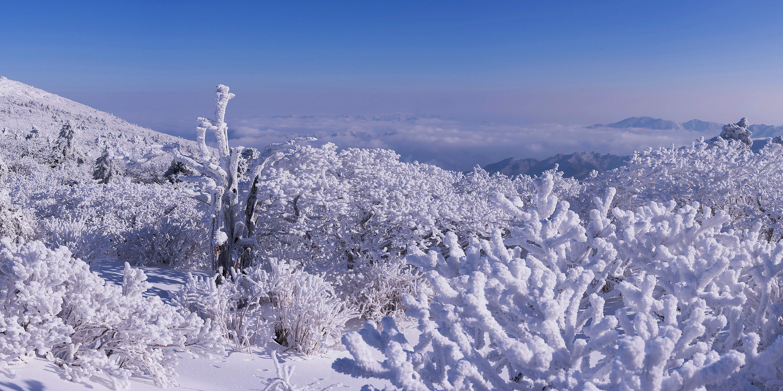 重庆金佛山看雪图片