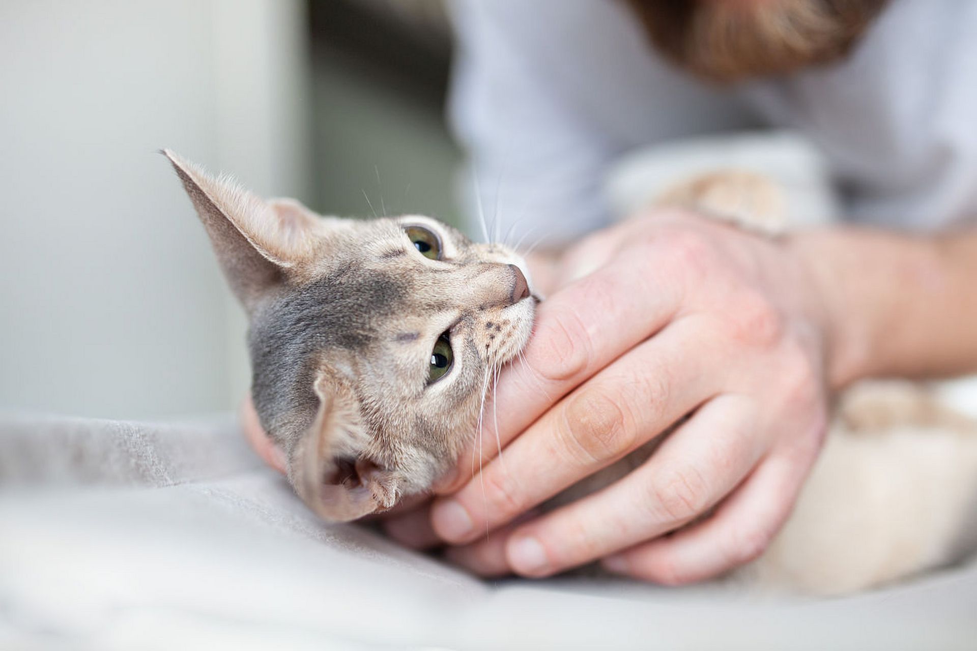 你的创作百宝箱#猫咪性情温顺,一般不会咬人,那猫咪咬人手是什么意思