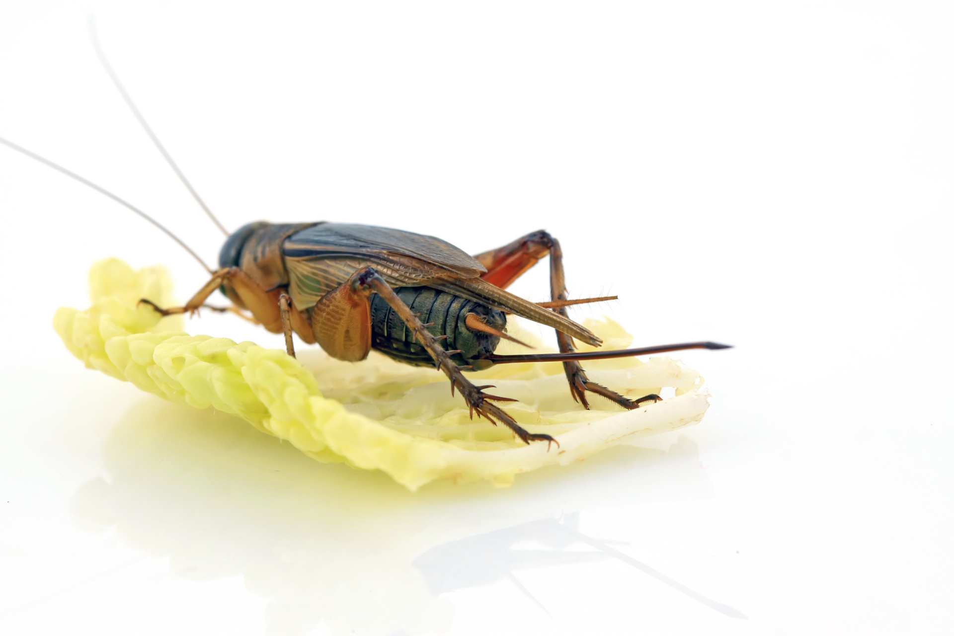 [原文:蛐蛐在家里一直叫怎么办?