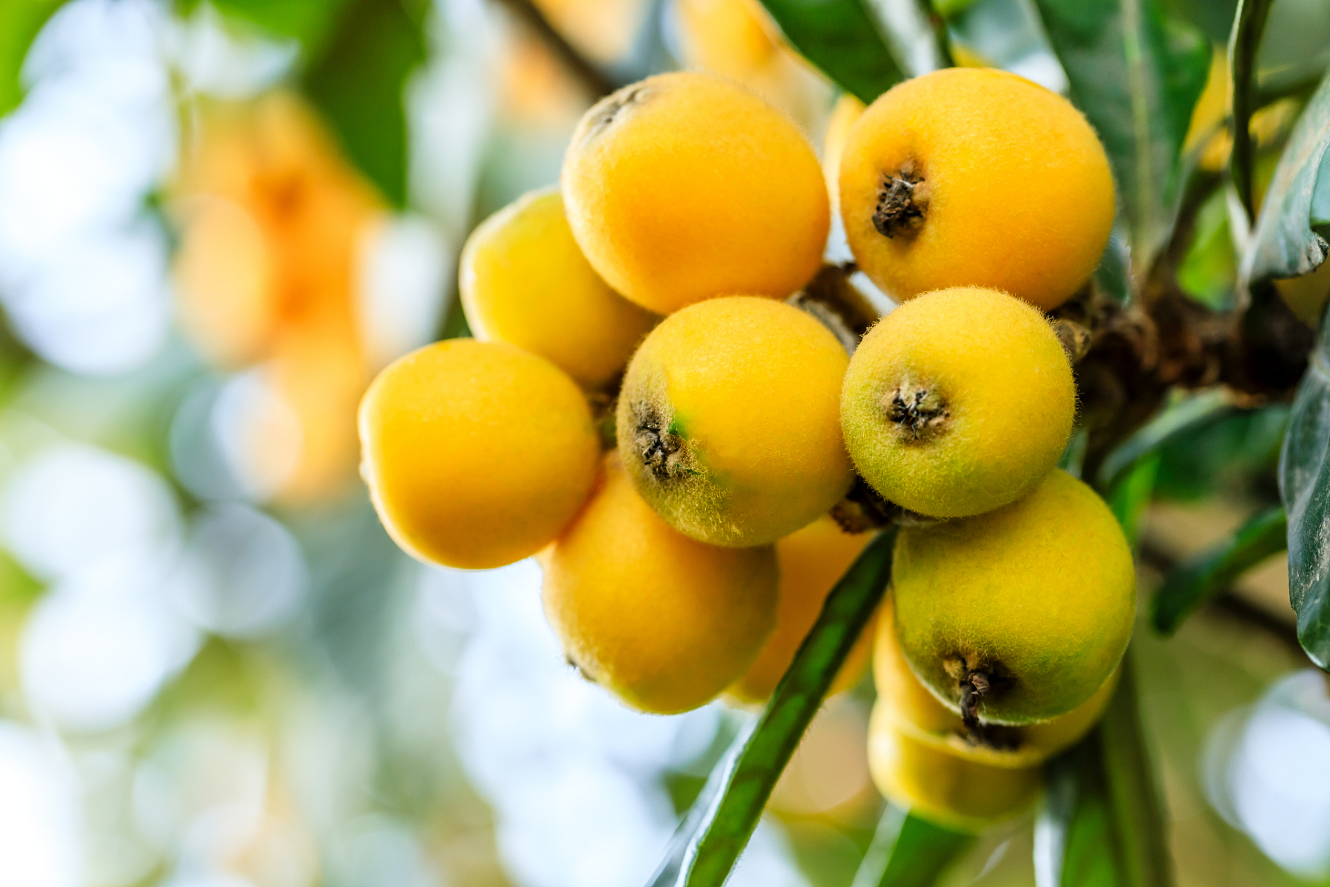 枇杷果的功效与作用  润肺止咳,生津止渴,和胃下气 枇杷果归肺经,具有