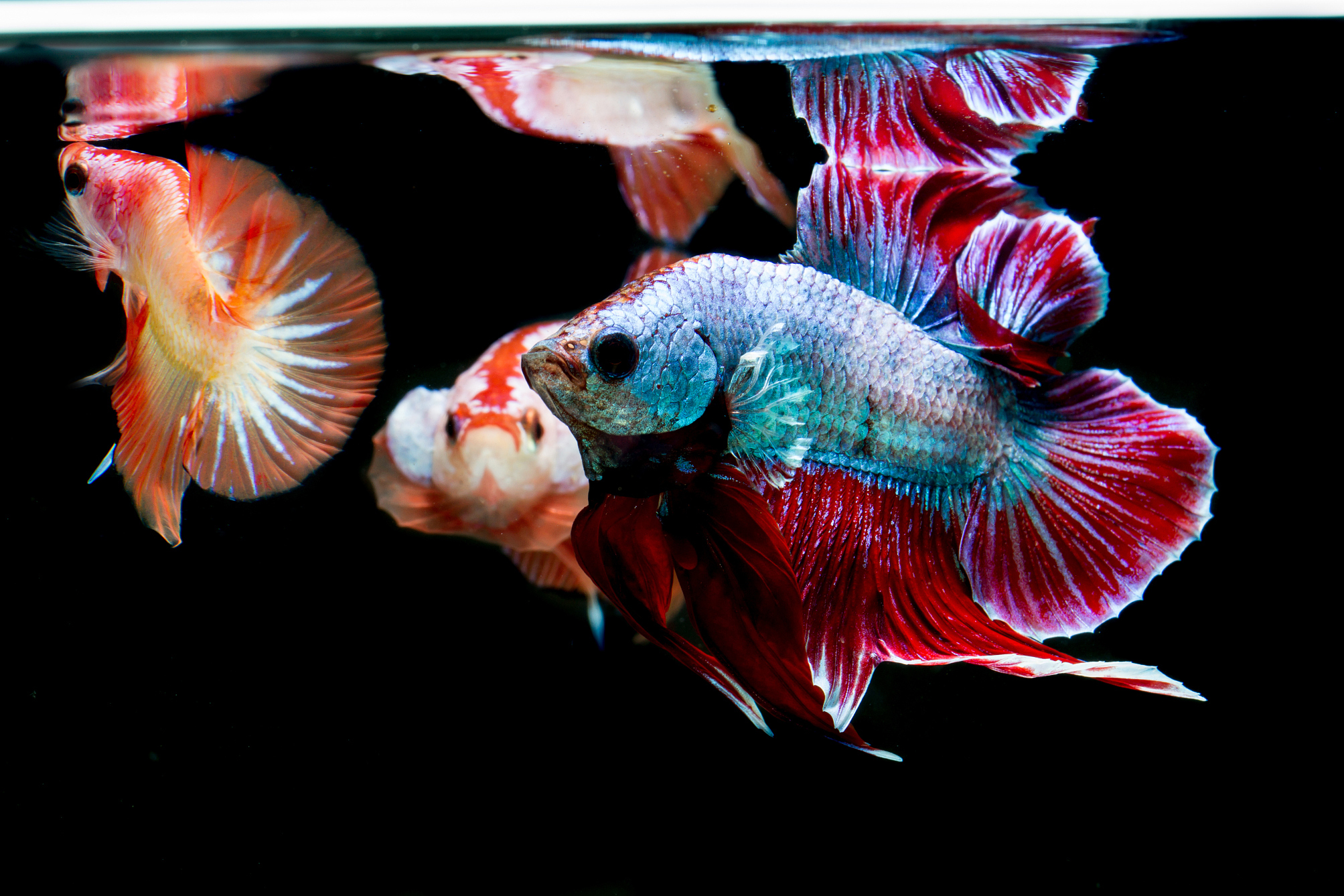 摘要: 本文探索了好养耐活的鱼类在历史长河中的重要角色.