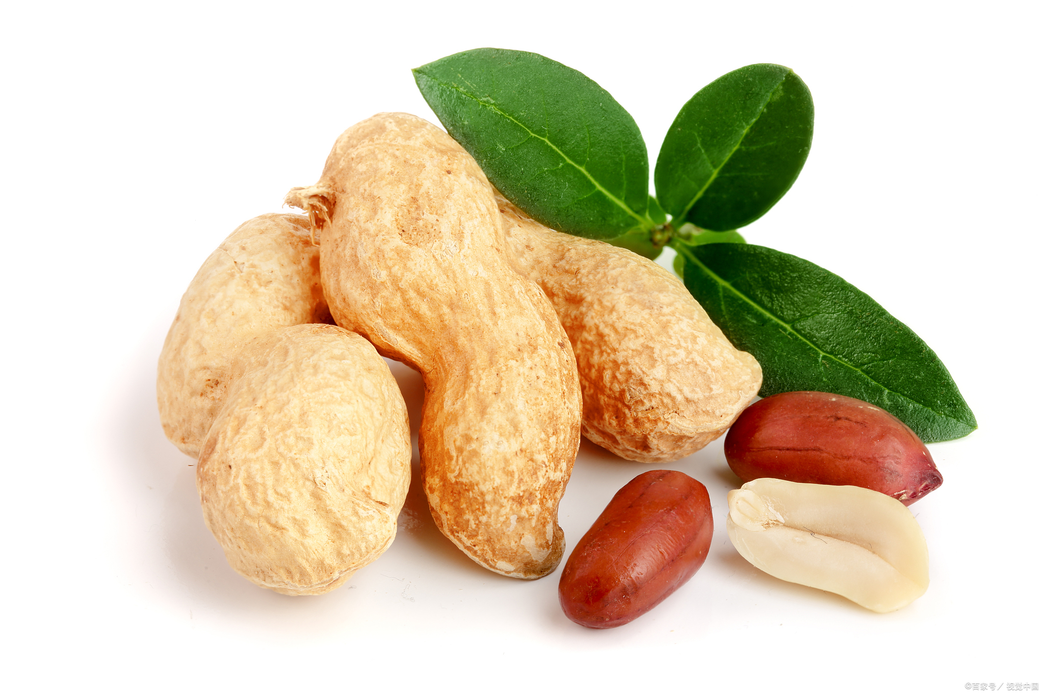 这个到底叫什么?老板管这个叫树花生,可是网上搜了半天却没搜到