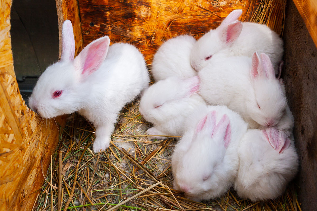 利润高到离谱！这10个冷门养殖项目有人年赚百万你敢尝试吗？开元棋牌- 开元棋牌官方网站- 开元棋牌APP下载